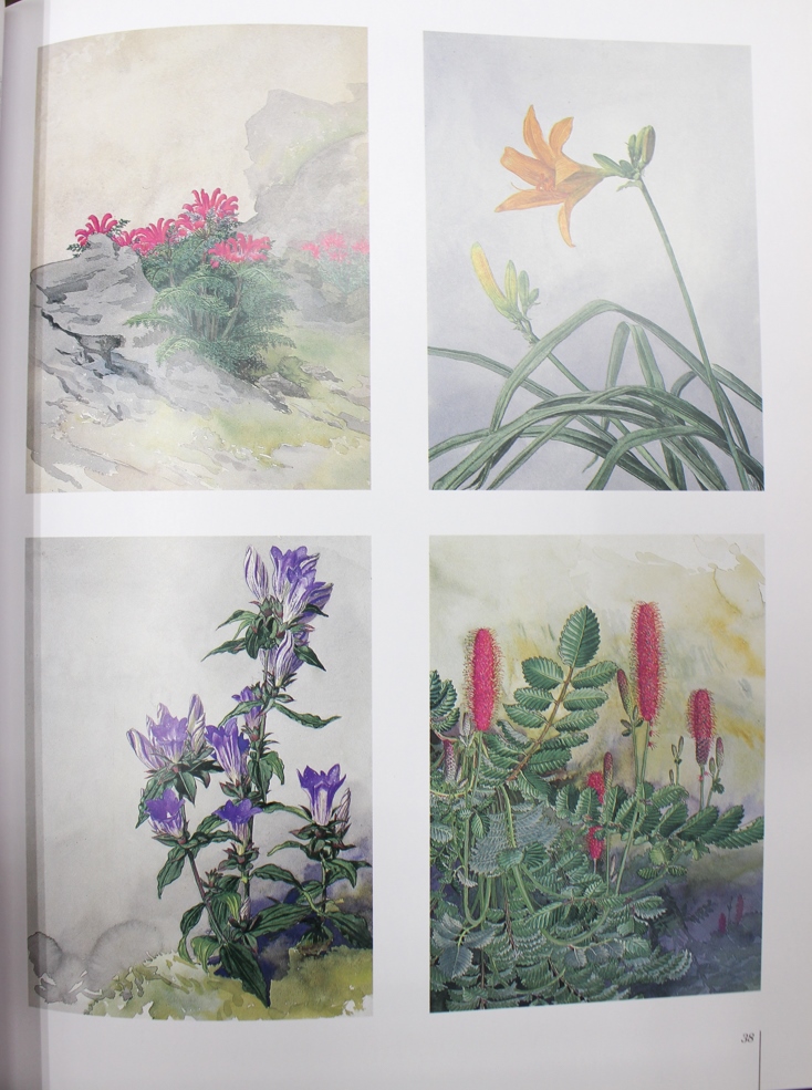 植物画の図録 2017/08/18 | 悠久堂書店